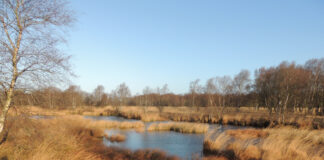 Foto einer herbstlichen Moorlandschaft mit kleinen Wasserflächen zwischen gelbbraunem Schilf. Foto: Alfred Bruckhaus