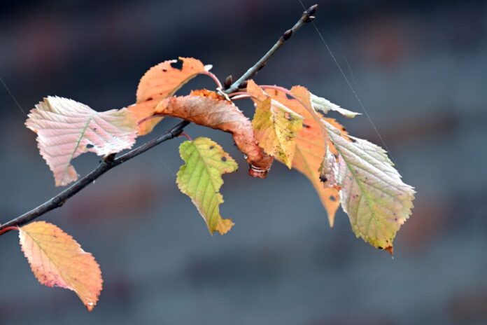 Pünktlich zum Ferienbeginn gibt es Herbstwetter in Nordrhein-Westfalen. (Symbolbild)