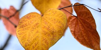 Die neue Woche beschert Nordrhein-Westfalen herbstliches Wetter. (Symbolbild)