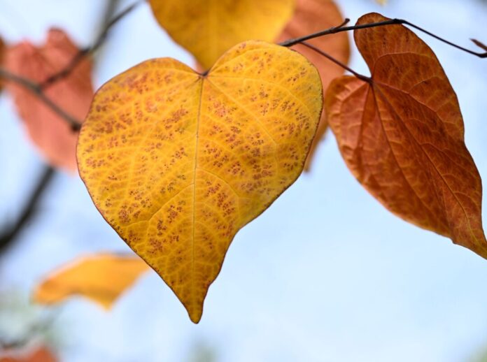 Die neue Woche beschert Nordrhein-Westfalen herbstliches Wetter. (Symbolbild)