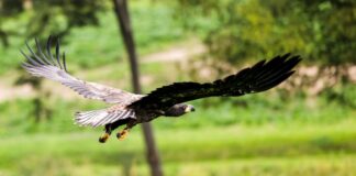 Ein junger Seeadler fliegt über eine Wiese. (Archivbild)