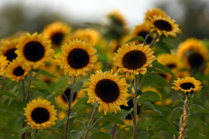 Sonnenblumen am Wegesrand - sie stehen für viel Sonne am Mittwoch und Donnerstag in NRW