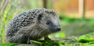 Um Igel zu schützen, darf in Köln künftig kein Mähroboter nachts fahren.