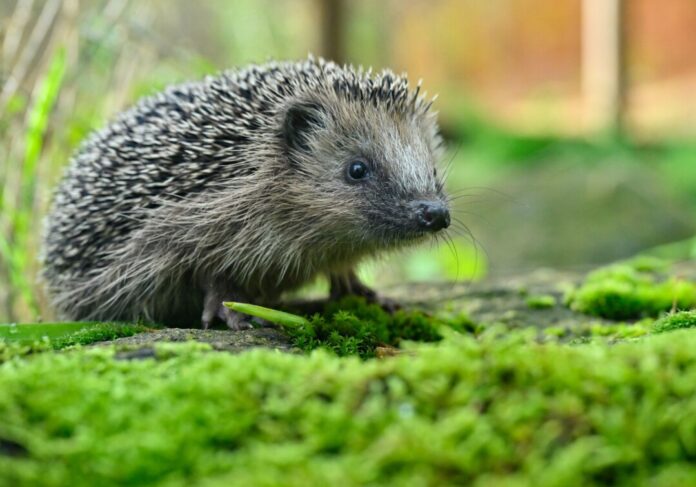 Um Igel zu schützen, darf in Köln künftig kein Mähroboter nachts fahren.