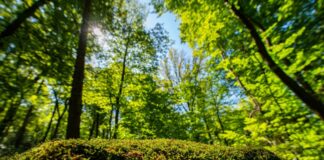 Der Wald in NRW hat sich verändert (Foto Archiv). 