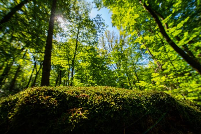 Der Wald in NRW hat sich verändert (Foto Archiv). 