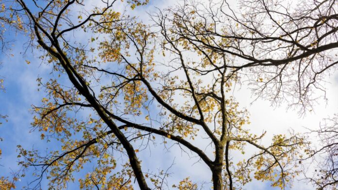 Am Samstag wird es in Nordrhein-Westfalen sonnig. (Archivbild)