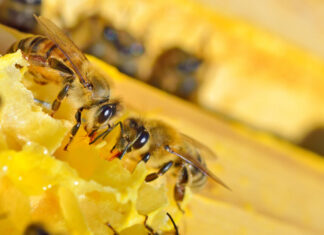 Bienen bei der Arbeit. Foto: VZ NRW/adpic