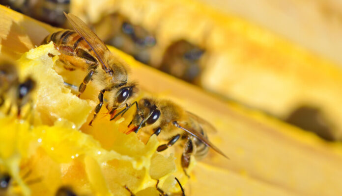 Bienen bei der Arbeit. Foto: VZ NRW/adpic