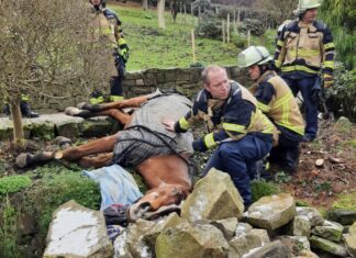 Einsatzkräfte beruhigen das Pferd; Foto: Feuerwehr Essen
