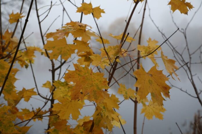 Nachts ist Nebel zu erwarten. (Archivbild)