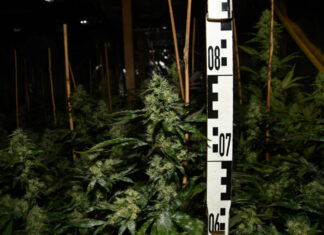 Die entdeckte Cannabis-Plantage an der Grenzstraße. Foto: Polizei