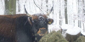 Die Tiere im Wildgehege sind auch im Winter zu sehen. Foto: Kreis ME