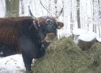 Die Tiere im Wildgehege sind auch im Winter zu sehen. Foto: Kreis ME