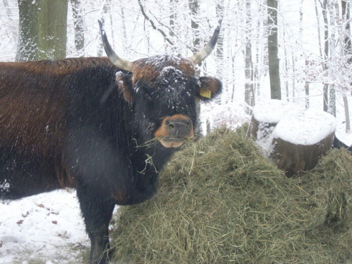 Die Tiere im Wildgehege sind auch im Winter zu sehen. Foto: Kreis ME