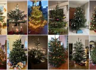 An zwei Tagen im Dezember können die Tannen gekauft werden, um diese anschließend zu schmücken. Foto: privat