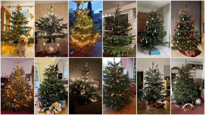 An zwei Tagen im Dezember können die Tannen gekauft werden, um diese anschließend zu schmücken. Foto: privat