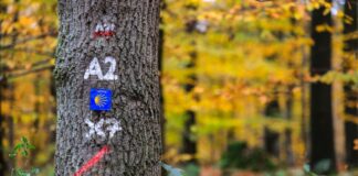 Viel Platz für die Natur und für Wanderer: Als Nationalpark stünde die Natur im Klever Reichswald unter größtmöglichem Schutz.