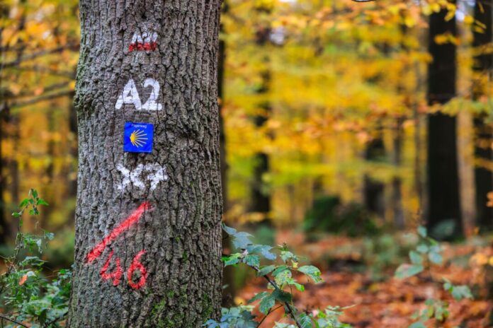 Viel Platz für die Natur und für Wanderer: Als Nationalpark stünde die Natur im Klever Reichswald unter größtmöglichem Schutz.