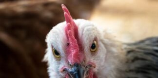 Ein Huhn ist zu sehen. Foto: pixabay