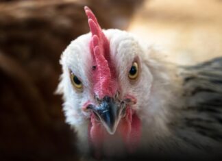 Ein Huhn ist zu sehen. Foto: pixabay