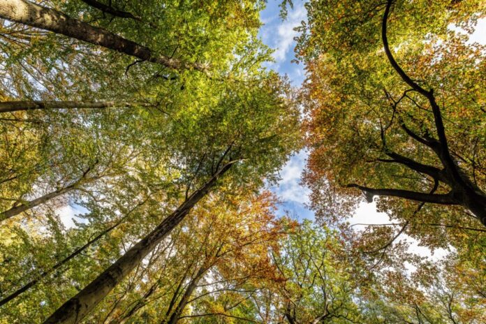 NRW-Forstministerin Silke Gorißen stellt am Montag den Waldzustandsbericht 2024 für Nordrhein-Westfalen vor. (Archivbild) 