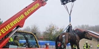 Das Pferd wurde angehoben und auf eine Wiese gebracht. Foto: FW Ratingen