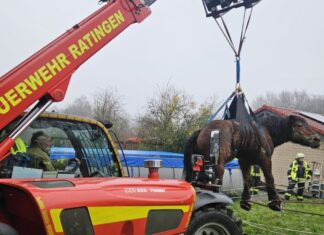 Das Pferd wurde angehoben und auf eine Wiese gebracht. Foto: FW Ratingen