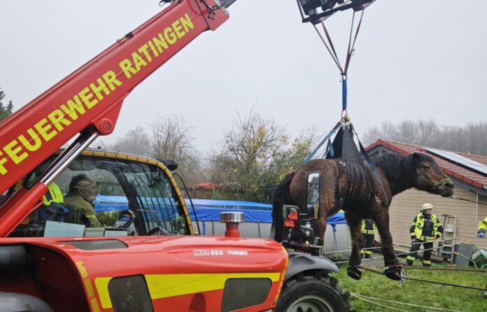 Das Pferd wurde angehoben und auf eine Wiese gebracht. Foto: FW Ratingen