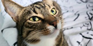 Für Hunde, Katzen und Co kann die Silvesternacht puren Stress bedeuten. Foto: Volkmann