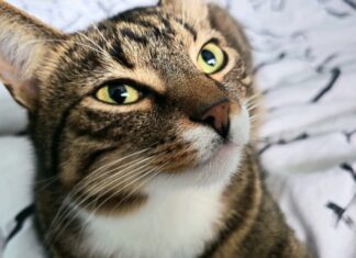 Für Hunde, Katzen und Co kann die Silvesternacht puren Stress bedeuten. Foto: Volkmann