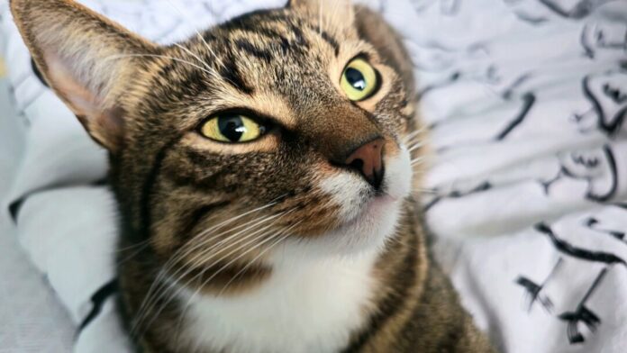 Für Hunde, Katzen und Co kann die Silvesternacht puren Stress bedeuten. Foto: Volkmann