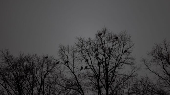 Der Himmel bleibt auch in den nächsten Tagen weitgehend bedeckt (Symbolbild).