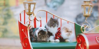 An den Weihnachtstagen bekommen auch Katzen, Hunde und Co kleine Geschenke. Foto: pixabay