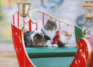 An den Weihnachtstagen bekommen auch Katzen, Hunde und Co kleine Geschenke. Foto: pixabay