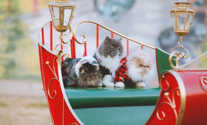 An den Weihnachtstagen bekommen auch Katzen, Hunde und Co kleine Geschenke. Foto: pixabay