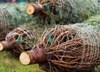 Insgesamt 15 Tannen verschwanden. Foto: pixabay