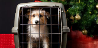 Tiere sollte man nicht ohne gründliche Überlegungen zu Weihnachten verschenken. Foto: Kreis ME