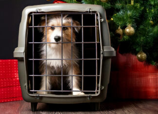 Tiere sollte man nicht ohne gründliche Überlegungen zu Weihnachten verschenken. Foto: Kreis ME