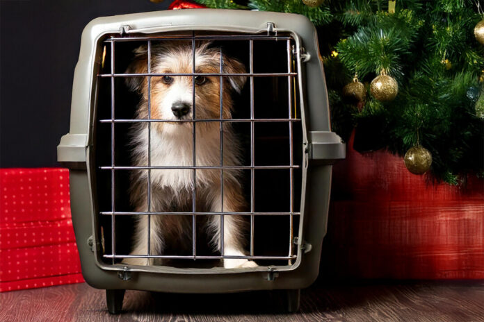 Tiere sollte man nicht ohne gründliche Überlegungen zu Weihnachten verschenken. Foto: Kreis ME