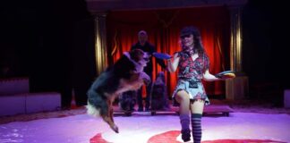Akrobatik und Tierdressur gibt es im Zirkus zu sehen. Foto: Tarantini Entertainment