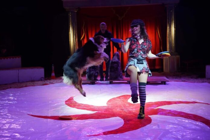 Akrobatik und Tierdressur gibt es im Zirkus zu sehen. Foto: Tarantini Entertainment