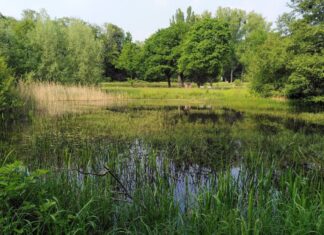 Am 3. Februar beginnen Pflegemaßnahmen im Biotop Cromford – hier ein Sommer-Foto von 2023. Foto: Stadt Ratingen