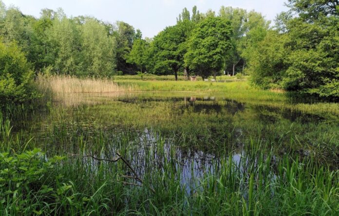 Am 3. Februar beginnen Pflegemaßnahmen im Biotop Cromford – hier ein Sommer-Foto von 2023. Foto: Stadt Ratingen