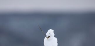 Ein kleiner Schneemann steht im Dezember 2023 auf einer Mauer. (Archivbild)