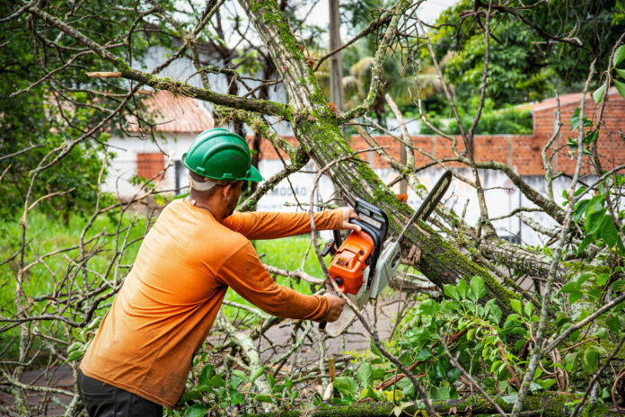 Baum_Hecke_schneiden