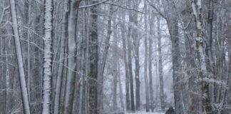 In Teilen von Nordrhein-Westfalen hat es heftig geschneit. Die Experten von Wald und Forst warnen jetzt vor Spaziergängen in den Wäldern, da Äste wegen der Last brechen können. (Archivbild)