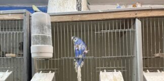 Die Vögel aus der Ratinger Zucht waren teilweise in viel zu kleinen Käfigen ohne Sitz- und Klettermöglichkeiten eingesperrt.. Foto: Peta Deutschland