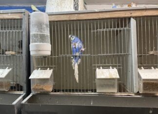 Die Vögel aus der Ratinger Zucht waren teilweise in viel zu kleinen Käfigen ohne Sitz- und Klettermöglichkeiten eingesperrt.. Foto: Peta Deutschland