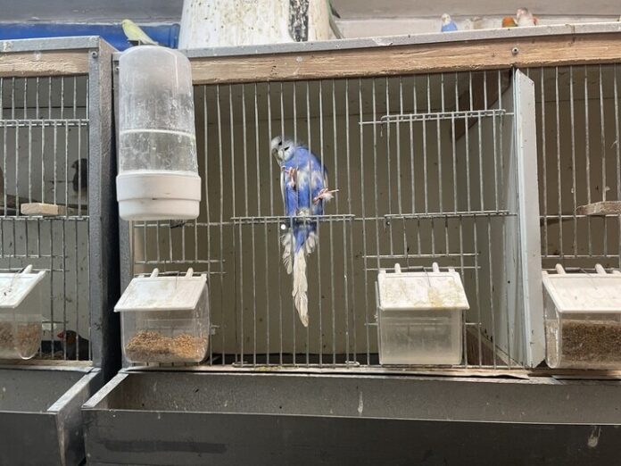 Die Vögel aus der Ratinger Zucht waren teilweise in viel zu kleinen Käfigen ohne Sitz- und Klettermöglichkeiten eingesperrt.. Foto: Peta Deutschland Die Vögel aus der Ratinger Zucht waren teilweise in viel zu kleinen Käfigen ohne Sitz- und Klettermöglichkeiten eingesperrt.. Foto: Peta Deutschland